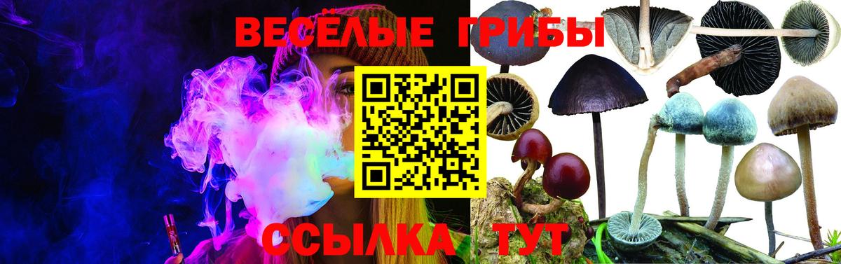 Вичуга  Псилоцибиновые грибы прущие грибы  Галлюциногенные грибы Psilocybine cubensis  Вход с VPN 
